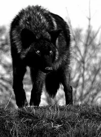 Чёрный волк