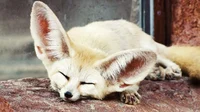 Fennec fox Sleep