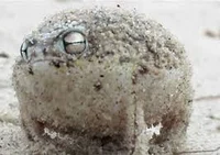 Rain Frog