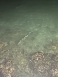 yususmdofifjrjfudjsk