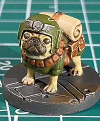 Imperial pug