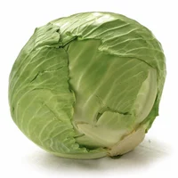 Cabbage 
