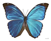 Blue Morpho