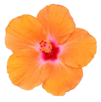 ella