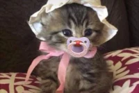 Fake baby kitty 