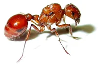 Ant Life