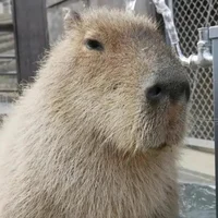Capybara-philosopher