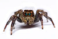 Jumping spider 
