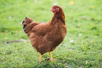 Chickenfromthemoon