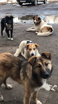 Stray dog Rpg 