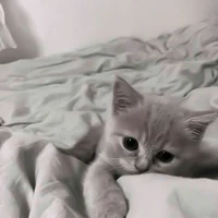 Кот человек