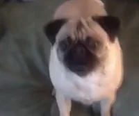 Dennis the Puggy