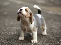 puper