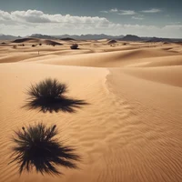 Desert