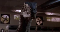 Velociraptor 