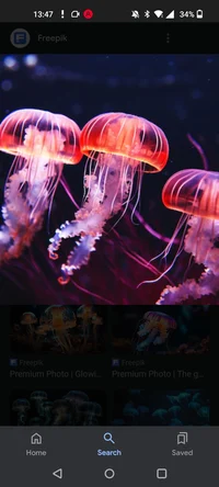 Jellyfish