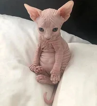 Hairless kitten