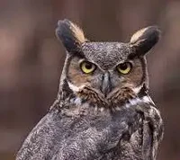 Great Horned Owl