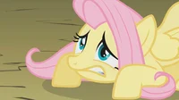 Fluttershy