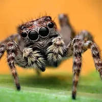 Jumping Spider