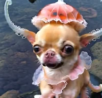jellyfish chihuahua