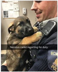 police dog