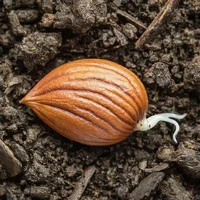 Sprouting Apple Seed