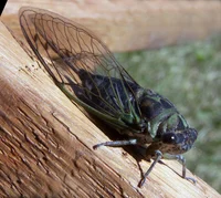 Friendly Cicada