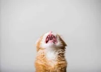 Sad cat story