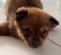Cute Puppies in pain