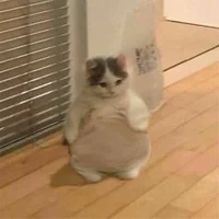 Chubby cat