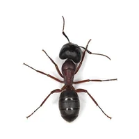 Ant