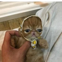 Babushka Kitten