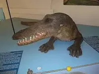 Ambulocetus