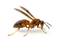 Queen Paper Wasp