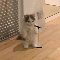Stand up cat