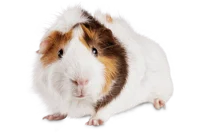 Guinea pig