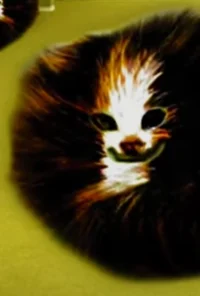Blub cat
