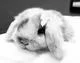Pet bunny