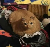 Potato The Cat