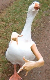 Duck