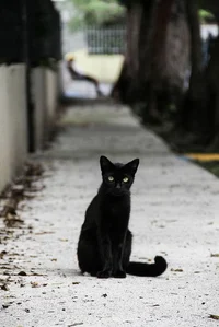 The black Cat 