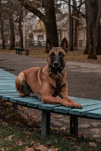 The Belgian Shepherd