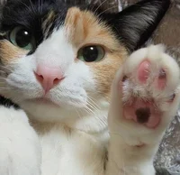 Calico Cat