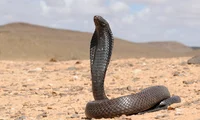 Egypte cobra