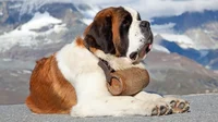Saint Bernard Girl