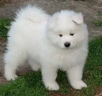 Samoyed Puppy