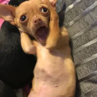 Silly chihuahua 