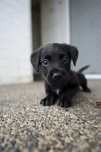 Perrito Lindo