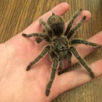 A tarantula